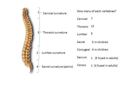 1 2 3 4 Cervical curvature Lumbar curvature Thoracic curvature Sacral curvature (pelvic) How many of each vertebrae? Cervical Thoracic Lumbar Sacral Coccygeal.