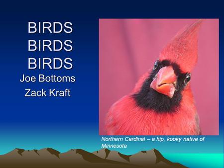 BIRDS BIRDS BIRDS Joe Bottoms Zack Kraft Northern Cardinal – a hip, kooky native of Minnesota.