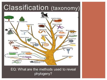 Classification (taxonomy)