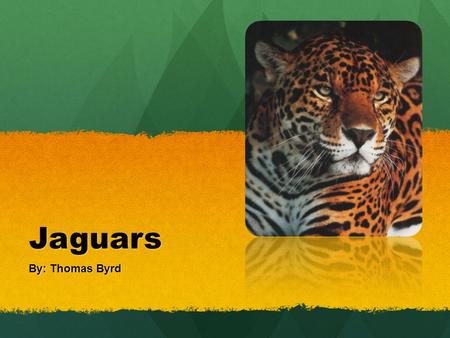 Jaguars By: Thomas Byrd.