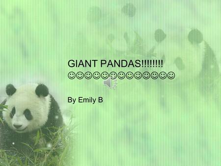 GIANT PANDAS!!!!!!!! By Emily B Hey readers! I’m going to read you amazing giant panda facts! Giant pandas generally live in the bamboo forest in China.