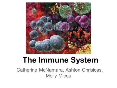 The Immune System Catherine McNamara, Ashton Chrisicas, Molly Micou.