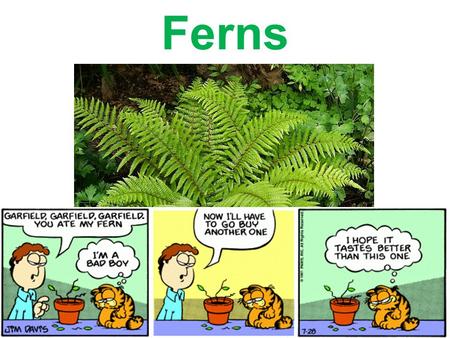 Ferns.