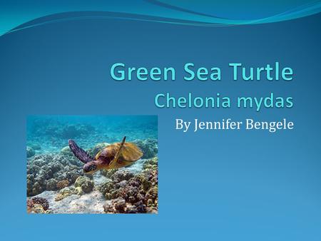 By Jennifer Bengele. Green Sea Turtle Taxonomy Kingdom Animalia Phylum Chordata Class Reptilia Order Testudines Family Cheloniidae Genus Chelonia species.
