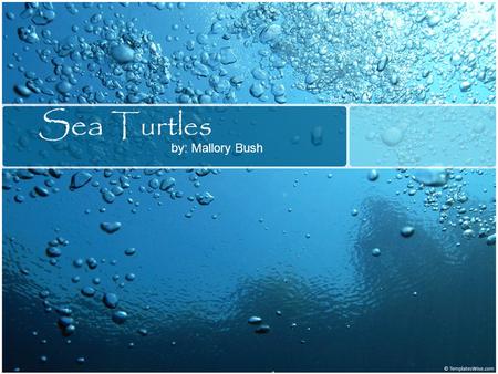 Sea Turtles by: Mallory Bush.