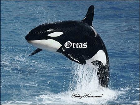 Orcas Haley Hammond. Classification Kingdom- Animalia Phylum- Chordata Subphylum- Vertebrata Class- Mammalia Order- Cetacea Family- Delphimidae Genus-