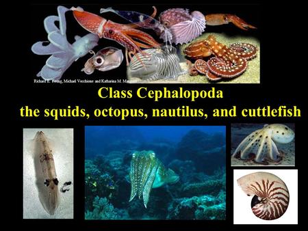 Class Cephalopoda the squids, octopus, nautilus, and cuttlefish