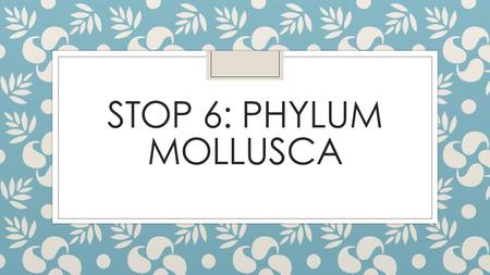 Stop 6: Phylum mollusca.