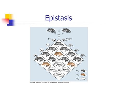 Epistasis. Definition Epistasis is a form of gene interaction in which one gene masks the phenotypic expression of another. There are no new phenotypes.