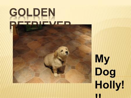 My Dog Holly! !!.  Golden retrievers were Historically developed as gundogs to retrieve shot waterfowl such as ducks and upland game birds during hunting.