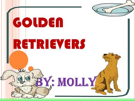 GOLDEN RETRIEVERS By: Molly E HOW BIG THEY ARE MALES ARE ABOUT 24 INCHES OR 60 CENTIMETERS FROM THE GROUND TO THEIR SHOULDERS. FEMALES ARE SLIHTLY SMALLER.