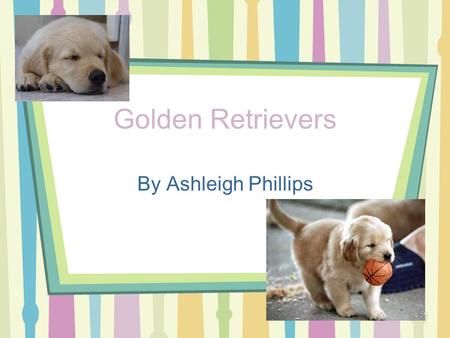 Golden Retrievers By Ashleigh Phillips General Statement A Golden Retriever is a sturdy medium to large sized dog. Golden Retriever’s were originally.
