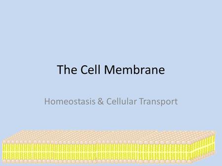 The Cell Membrane Homeostasis & Cellular Transport.