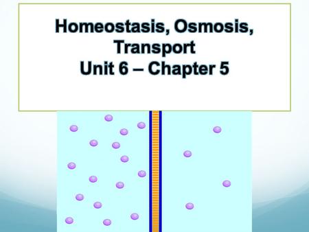 Homeostasis, Osmosis, Transport Unit 6 – Chapter 5