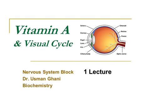 Vitamin A & Visual Cycle