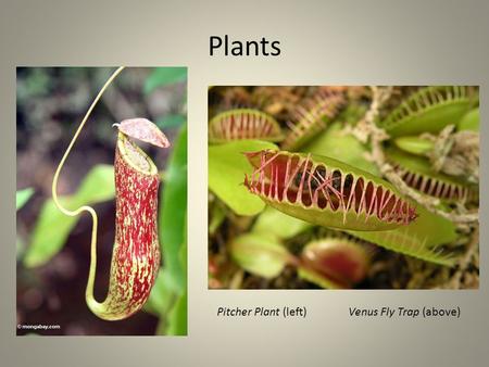 Plants Pitcher Plant (left)	 Venus Fly Trap (above)