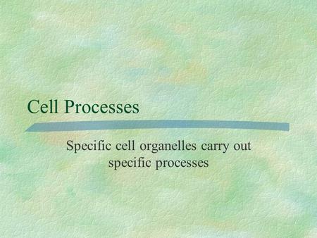 Cell Processes Specific cell organelles carry out specific processes.