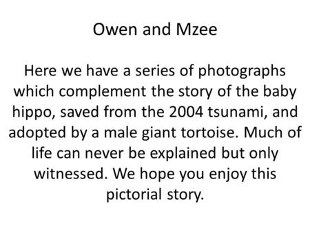 Owen and Mzee Here we have a series of photographs which complement the story of the baby hippo, saved from the 2004 tsunami, and adopted by a male giant.