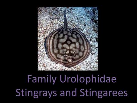 Family Urolophidae Stingrays and Stingarees. Taxonomy Order Myliobatiformes Family Urolophidae Genus Urobatis Urolophus Urotrygon Trygonoptera 25-41 species.