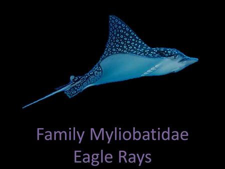 Family Myliobatidae Eagle Rays.