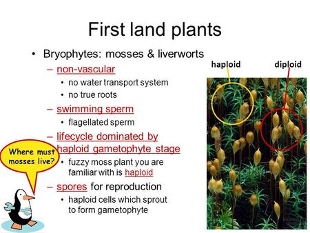 First land plants Bryophytes: mosses & liverworts –non-vascular no water transport system no true roots –swimming sperm flagellated sperm –lifecycle dominated.