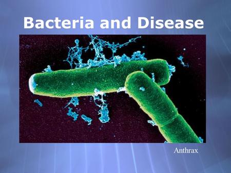 Bacteria and Disease Anthrax.