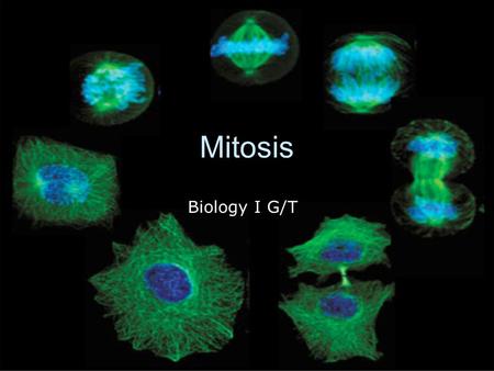 Mitosis Biology I G/T. Why do cells divide? To make a new organismTo make a new organism GrowthGrowth RepairRepair Replacement of normal cell lossReplacement.