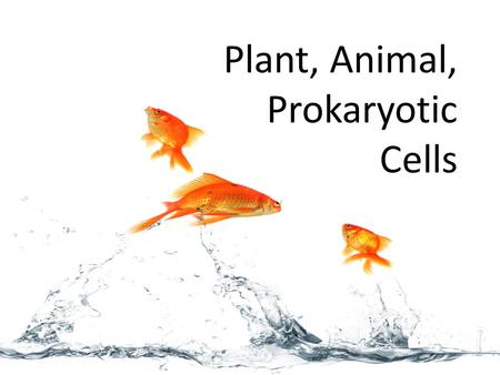 Plant, Animal, Prokaryotic Cells. Create this chart… Eukaryotes Prokaryotes Animal CellsPlant CellsBacteria Cells Size Shape Color Outer Structure Mobility.