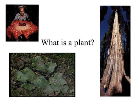 What is a plant?. Plants are... Multicellular Have cell walls Photosynthetic Growth occurs in modules or “pieces” Reproduction –Asexually –Sexual via.
