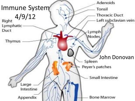Immune System 4/9/12 John Donovan. Immune System The function of the immune system is to fight off different diseases that you encounter throughout our.