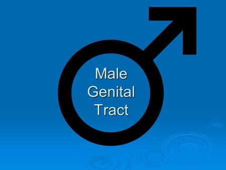 Male Genital Tract. Color Code: (page 491)  Testes: BSeminal Ves: E  Epididymis: CProstate: i  Vas Deferens: DBulbourthral: H  Ejaculatory Duct: F.