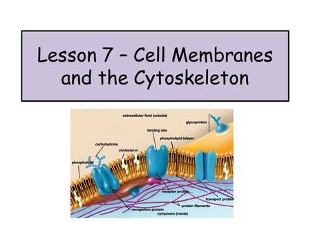 Lesson 7 – Cell Membranes and the Cytoskeleton. Hank – in da club Crash Course Biology - Cell membranes.