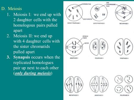 D. Meiosis 1.Meiosis I: we end up with 2 daughter cells with the homologous pairs pulled apart 2.Meiosis II: we end up with 4 daughter cells with the sister.