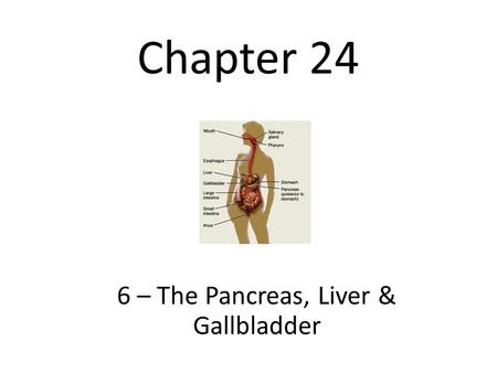 Chapter 24 6 – The Pancreas, Liver & Gallbladder.