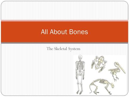 All About Bones The Skeletal System.