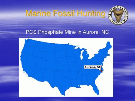 Marine Fossil Hunting PCS Phosphate Mine in Aurora, NC.