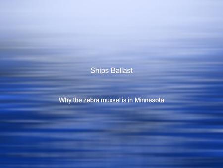 Ships Ballast Why the zebra mussel is in Minnesota.
