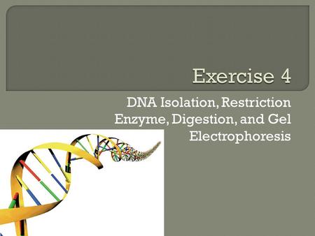 DNA Isolation, Restriction Enzyme, Digestion, and Gel Electrophoresis.