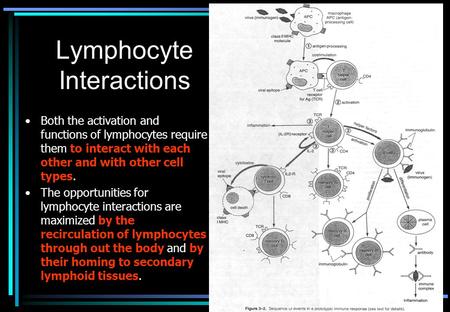 Lymphocyte Interactions Both the activation and functions of lymphocytes require them to interact with each other and with other cell types. The opportunities.