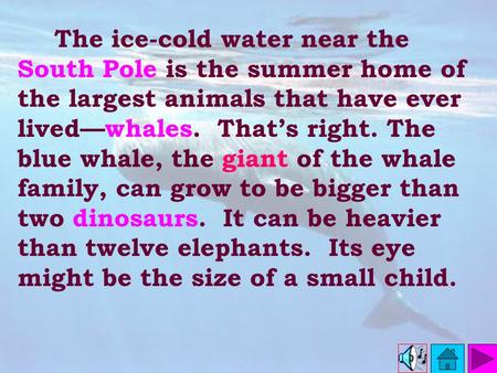 The ice-cold water near the South Pole is the summer home of the largest animals that have ever lived—whales. That’s right. The blue whale, the giant.