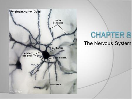 The Nervous System Chapter 8.
