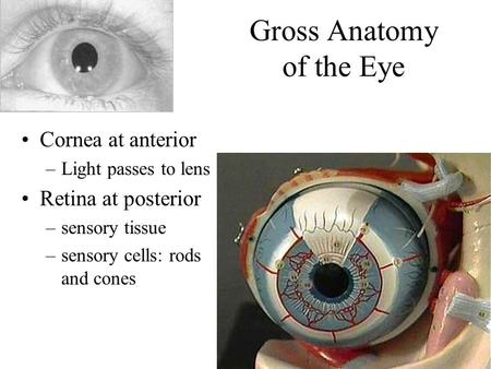 Gross Anatomy of the Eye Cornea at anterior –Light passes to lens Retina at posterior –sensory tissue –sensory cells: rods and cones.