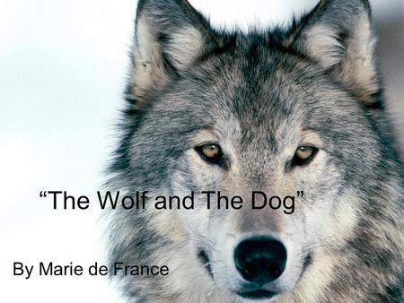 “The Wolf and The Dog” By Marie de France. 1A wolf and dog met on the way While passing through the woods one day. The wolf looked closely at the dog,
