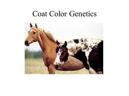 Coat Color Genetics Coat color patterns are created by genes. Genes carry the genetic codes that create a horse’s size, conformation and color. Let’s.