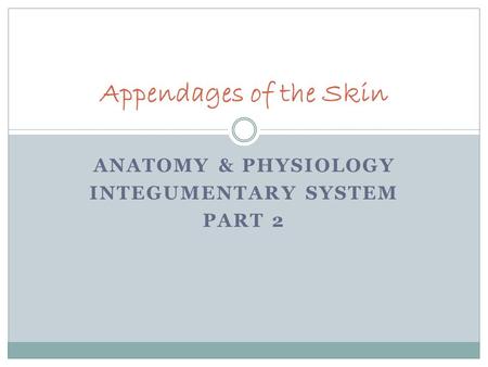ANATOMY & PHYSIOLOGY INTEGUMENTARY SYSTEM PART 2 Appendages of the Skin.