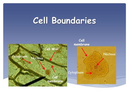 Cell Boundaries Cell membrane Cell Wall Nucleus Cytoplasm Nucleus