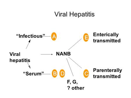 Viral Hepatitis A “Infectious” “Serum” Viral hepatitis Enterically transmitted Parenterally transmitted F, G, ? other E NANB BD C.
