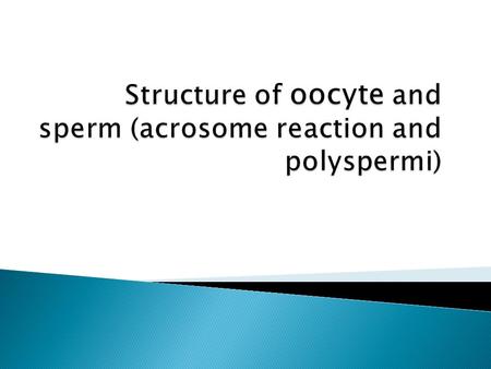 Most mammalsMost mammals ovulate an egg“ matured into a oocyte II The secondary oocyte that is fertilized The secondary oocyte is produced along with.
