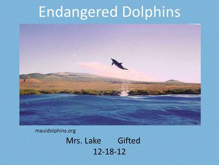 Endangered Dolphins mauidolphins.org Mrs. Lake Gifted 12-18-12.