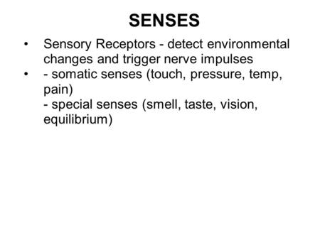 SENSES Sensory Receptors - detect environmental changes and trigger nerve impulses - somatic senses (touch, pressure, temp, pain) - special senses (smell,